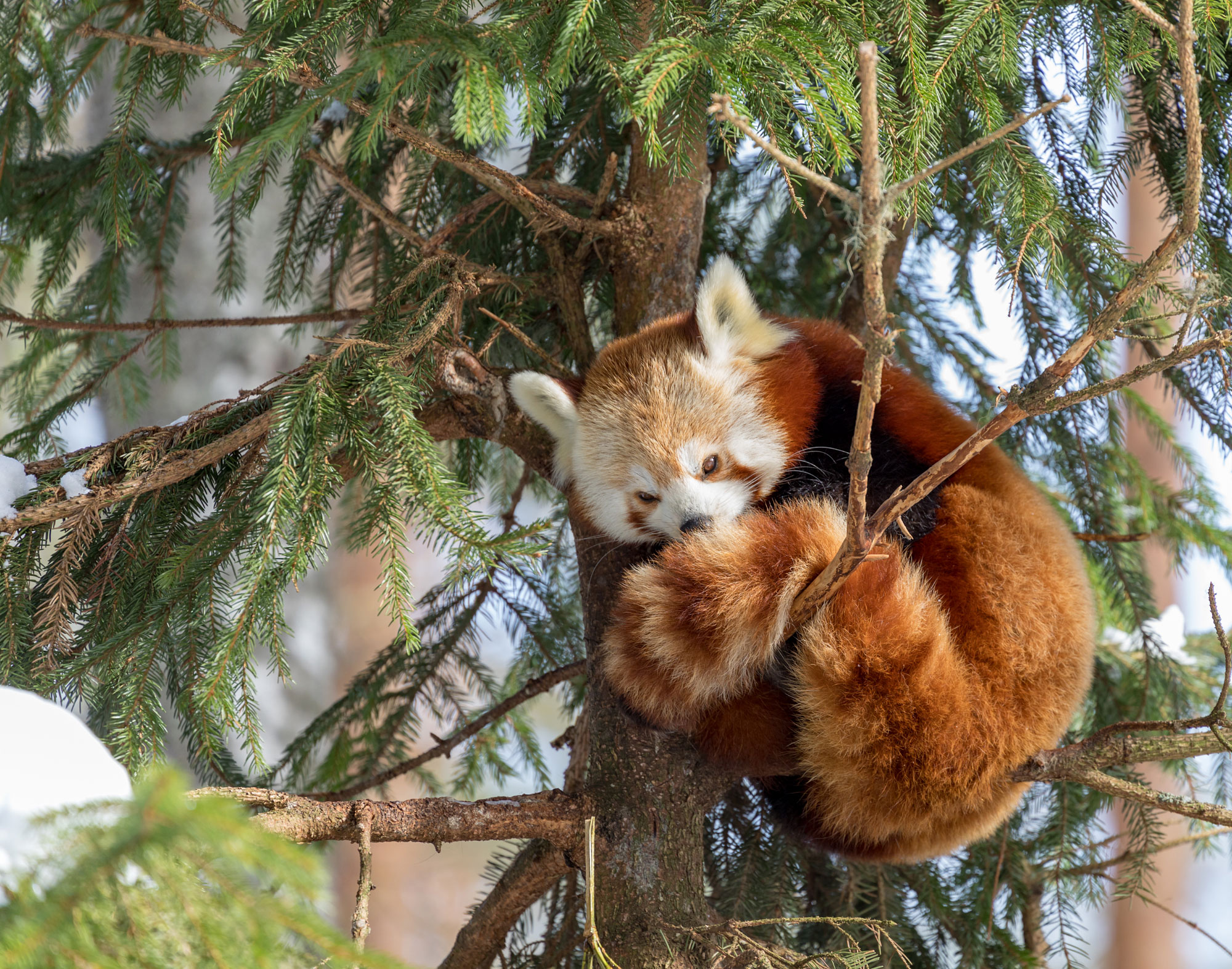 Ähtäri Zoo